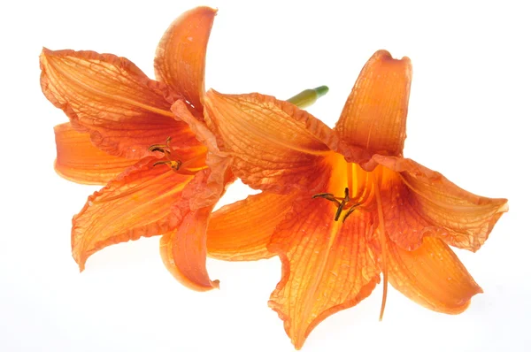 Naturaleza flores de lirio naranja — Foto de Stock