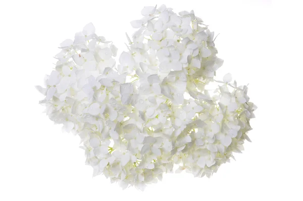 Vit blomma hortensia — Stockfoto