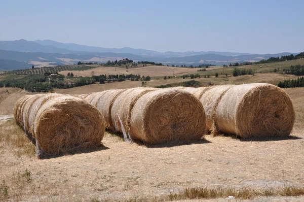 stock image Rolled straw after the harvest