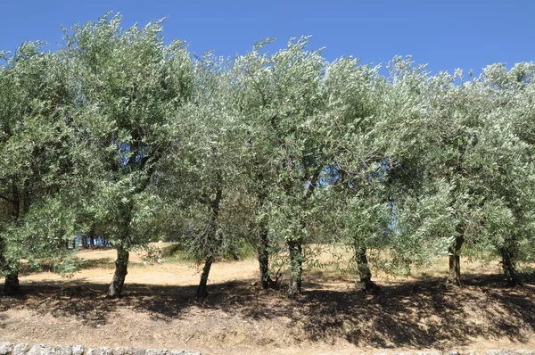 Оливковые деревья солнечной южной Европы — стоковое фото