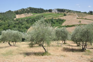 Olive grove in Chianti Tuscany Italy clipart