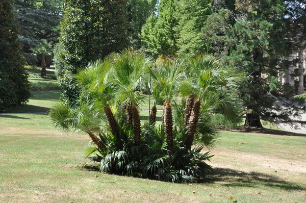 Exotic palm tree in city park — Stock Photo, Image