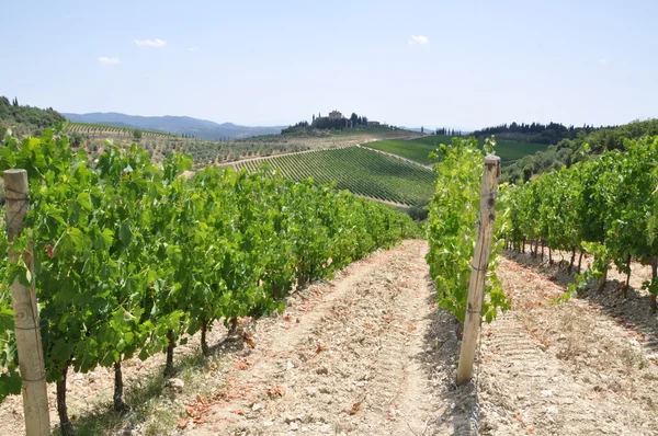 Виноградник в Тоскане, Италия, пейзаж — стоковое фото
