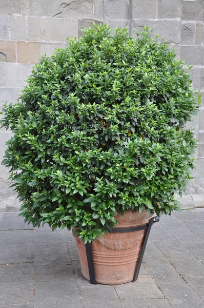 stock image A large clay pot with a green plant