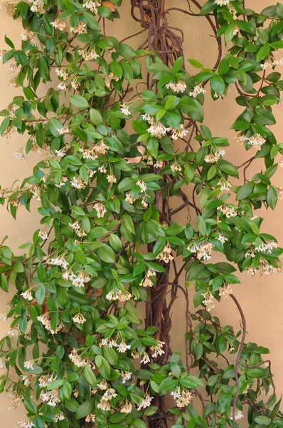 Ściany z bluszcz kwitnie — Zdjęcie stockowe