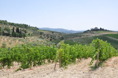 Vineyard Toskana, İtalya, peyzaj