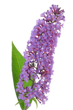 Buddleja davidii purple flower isolated on white clipart