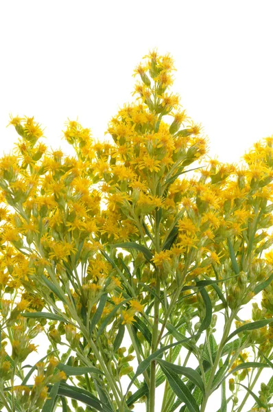 A erva de flor amarela — Fotografia de Stock