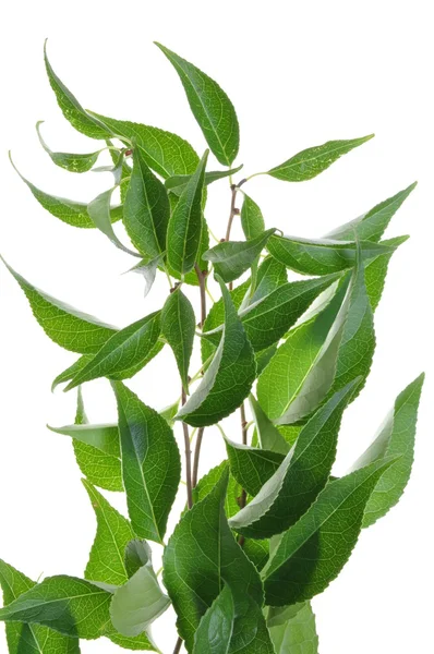 Grenen med gröna blad — Stockfoto
