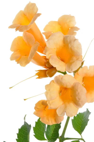 Trompet creeper bloem bloeien in geel — Stockfoto