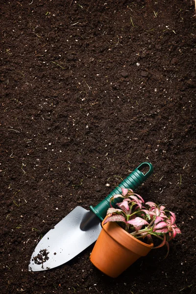 Spade and flower in pot — Stock Photo, Image