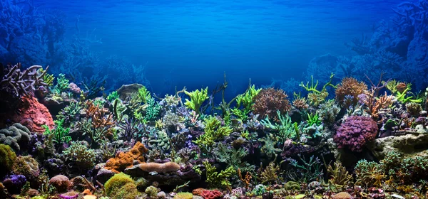 Coral Reef — Stock Photo, Image