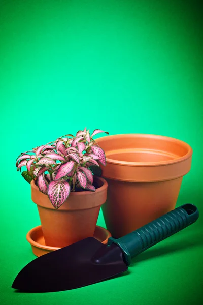 Flor em vaso de flores — Fotografia de Stock