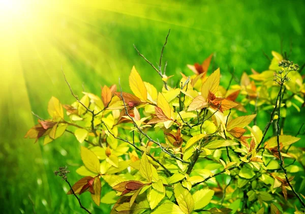 Весенние листья — стоковое фото