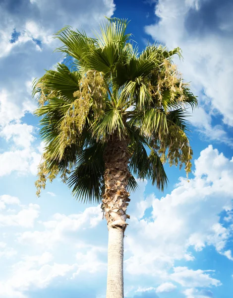 stock image Palm tree on sky