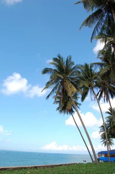 在海滩上的棕榈树 — 图库照片