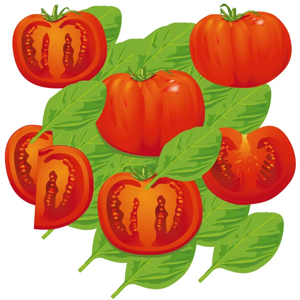 Basilic tomate — Image vectorielle