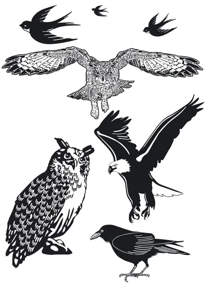 猫头鹰、 燕子、 乌鸦 — 图库矢量图片