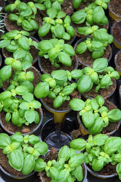 Sweet basil plants — Stock Photo, Image
