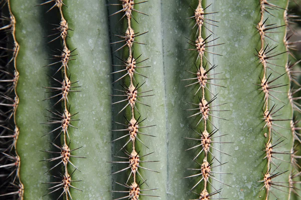 Cactus fond — Photo