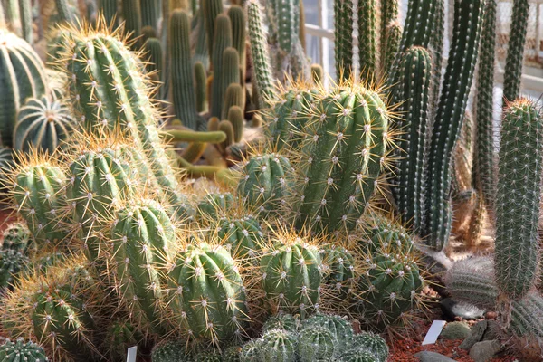 Kaktusz háttér — Stock Fotó