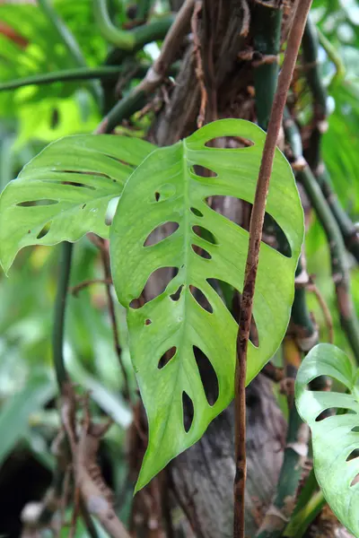 stock image Green leaf background