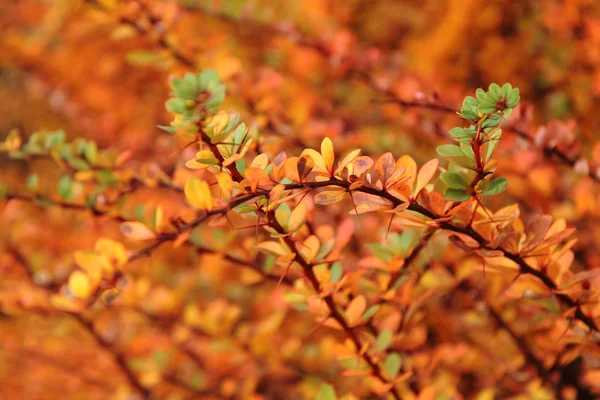 Φθινοπωρινά φύλλα — Φωτογραφία Αρχείου