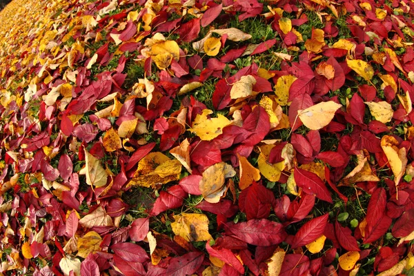 stock image Autumnal leaves