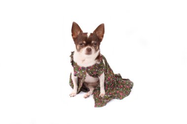 Chihuahua ve giyim