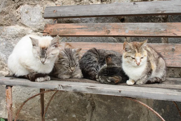 Fire katte - Stock-foto