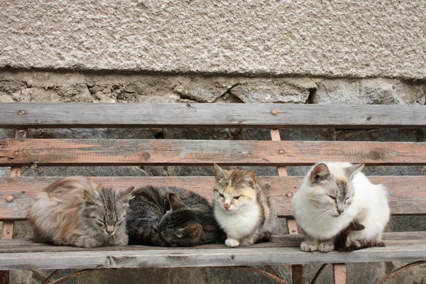 Vier Katzen — Stockfoto