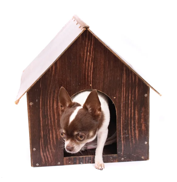 Chihuahua und ihr Zuhause — Stockfoto