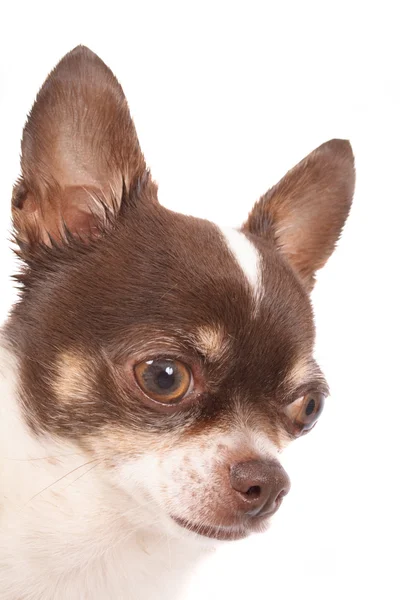 Chihuahua — Stockfoto
