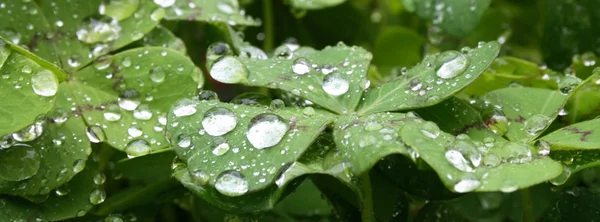 Stock image Water drops