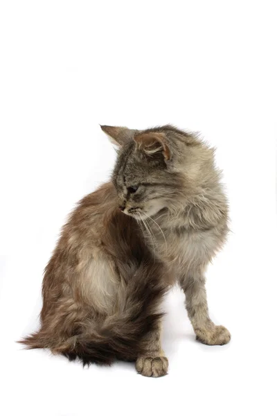 Izolovaná kočka — Stock fotografie