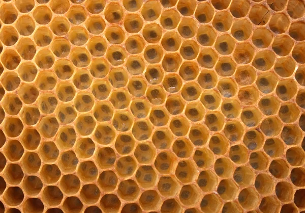 Текстура мед — стокове фото