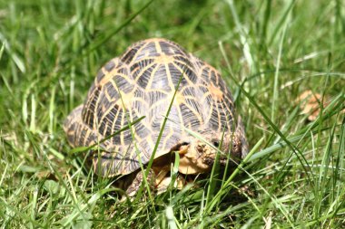 Turtle in the green grass clipart