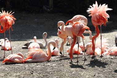 pembe flamingolar