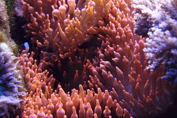 Korall bakgrund — Stockfoto