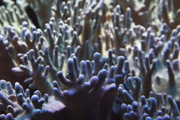 Korallenhintergrund — Stockfoto