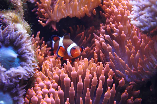 Clown fish (nemo) — Stock Photo, Image