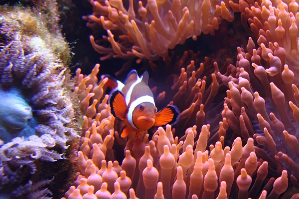 Clown fish (nemo) — Stock Photo, Image