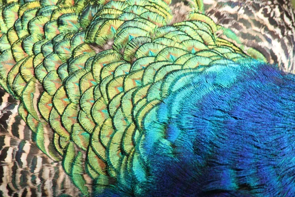 Rainbow Peacock fundo — Fotografia de Stock