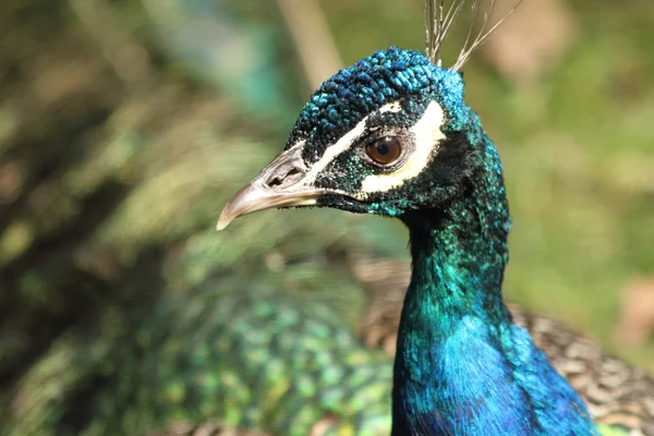 Detalj av peacock - huvud — Stockfoto