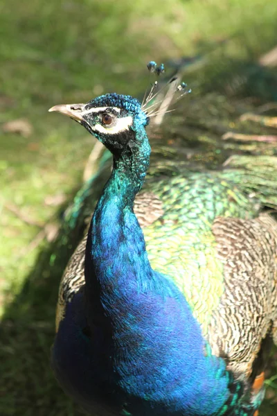 Detail of peacock - head — Stock Photo, Image