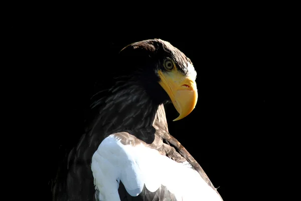 Орёл на чёрном фоне — стоковое фото