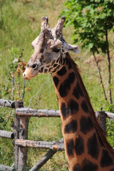 Detail der Giraffe — Stockfoto