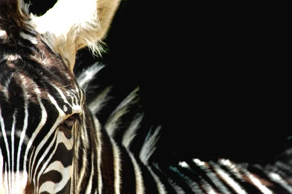Деталь зебры — стоковое фото