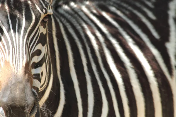 Zebra detay — Stok fotoğraf