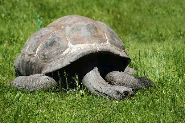 녹색 잔디에 오래 된 거북 — 스톡 사진